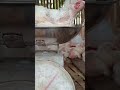 26 hari yang mantap udah minta di bungkus nih #fypyoutube #pertenakan #nakagawafarm #vlog
