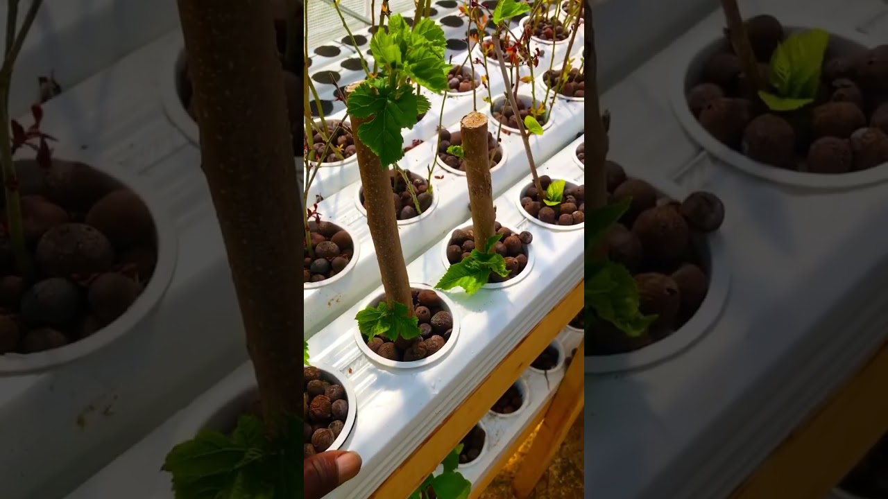 Mulberry Tree Propagation 