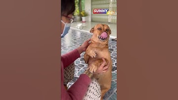 Chú chó làm nũng kể lễ với chủ tưởng bị bỏ rơi |Sunny 24h| #shorts #MCVShorts #SummerOfShorts