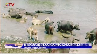 Inilah Hotel Kerbau, Tempat Beternak Sekaligus Jasa Penitipan Hewan Kurban di Jepara #BIP 20/07