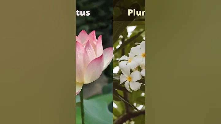 The most beautiful flowers in the world 2022 #shorts