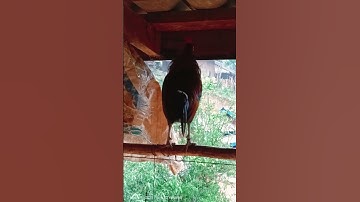 nyuam qaib f2 qua zoo