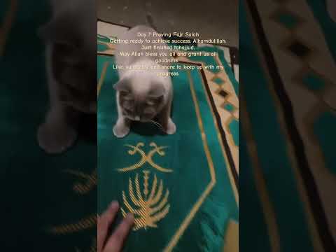 Day 7 Praying Fajr Salah Fajr Success Cat Enlightening SisrerAry