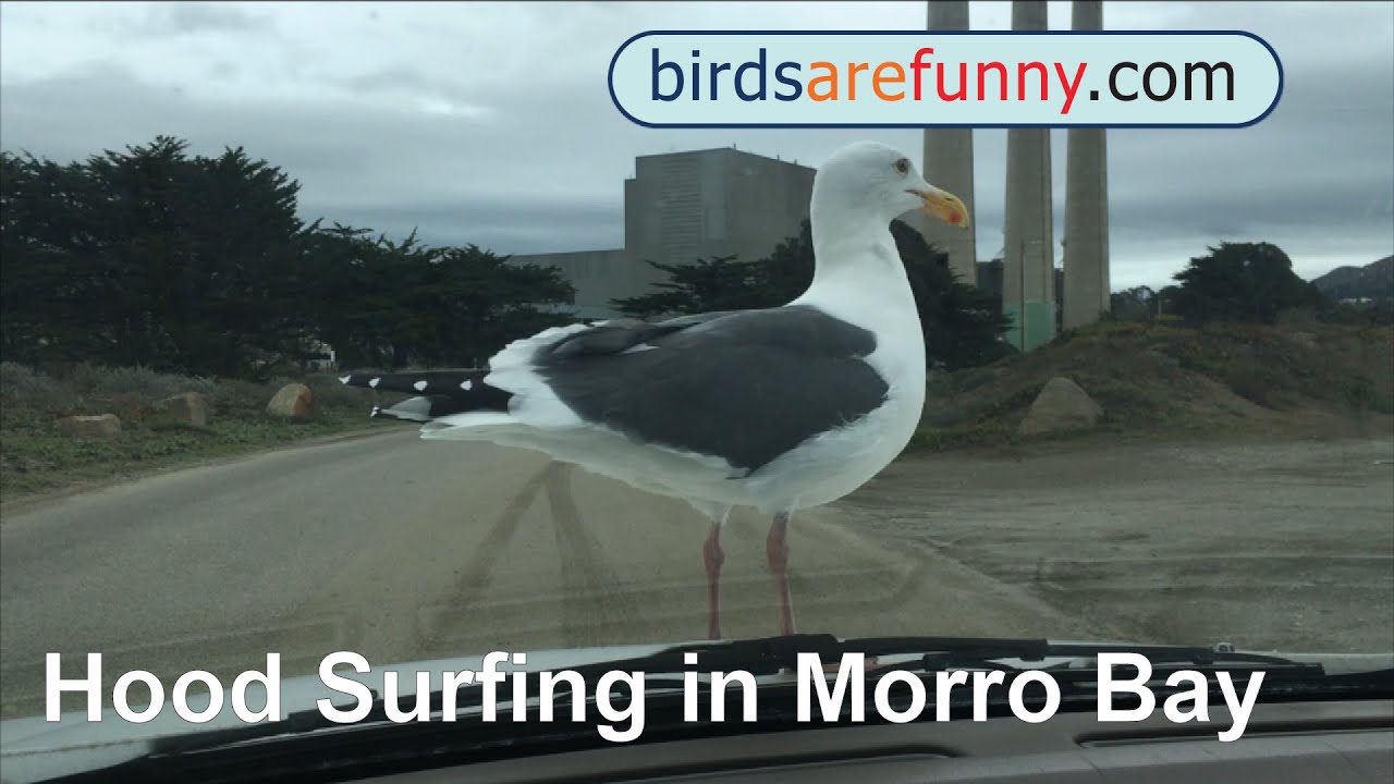 Hood Surfing in Morro Bay YouTube