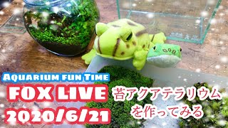 FOX LIVE　2020/6/21　苔アクアテラリウムをつくってみる