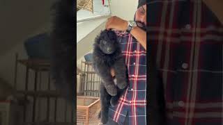 top quality black German shepherd puppys karo book fast contact 9058737780