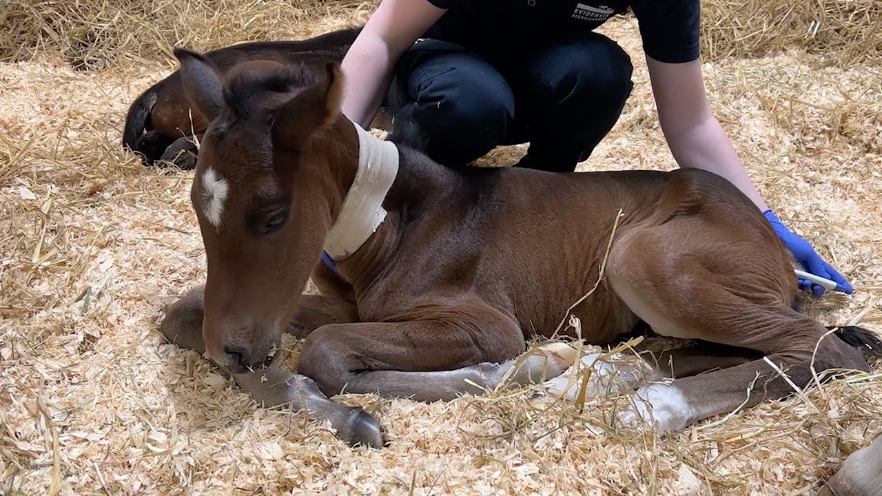 Här vårdas sjuka föl dygnet runt – vi besöker hästsjukhuset i Helsingborg