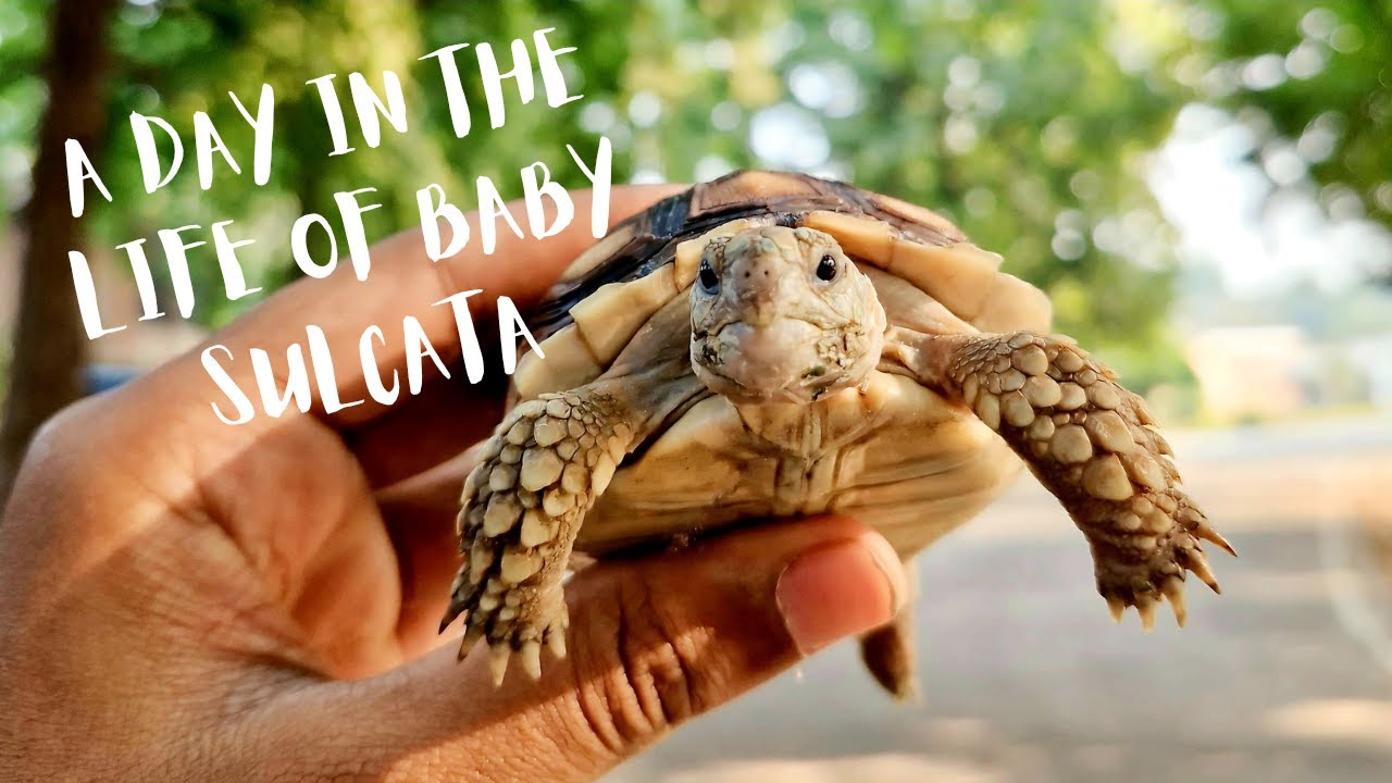 My tortoise's daily routine. - YouTube