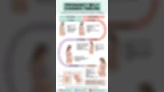 Pregnancy Belly Changes Timeline (0–40 Weeks) | Trimester-Wise Uterine Growth Explained