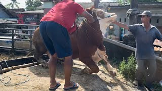 AWAS SAPI EDAN NGAMUK DI ATAS MOBIL  MISTERI SELASA KLIWON