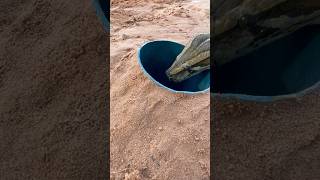 Easy build underground snake trap - catch Python snake #shorts #python #pythontrap