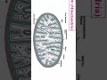 Mitochondria: कोशिका का Powerhouse | Full Diagram 30 Sec Me #shorts