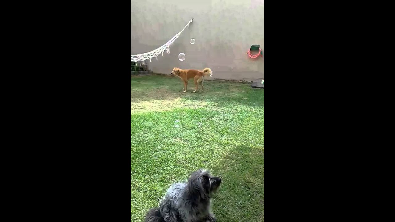 Brincadeira com bolas de sabão