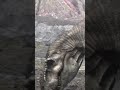 Prehistoric Crocodile Escaping | Adventures Of Dinosaurs Ceratops | #dinosaurs #history #documentary
