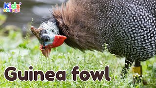 Guinea Fowl for Kids | Facts About Guinea Fowl | Learn About Guinea Fowl | Animals For Kids