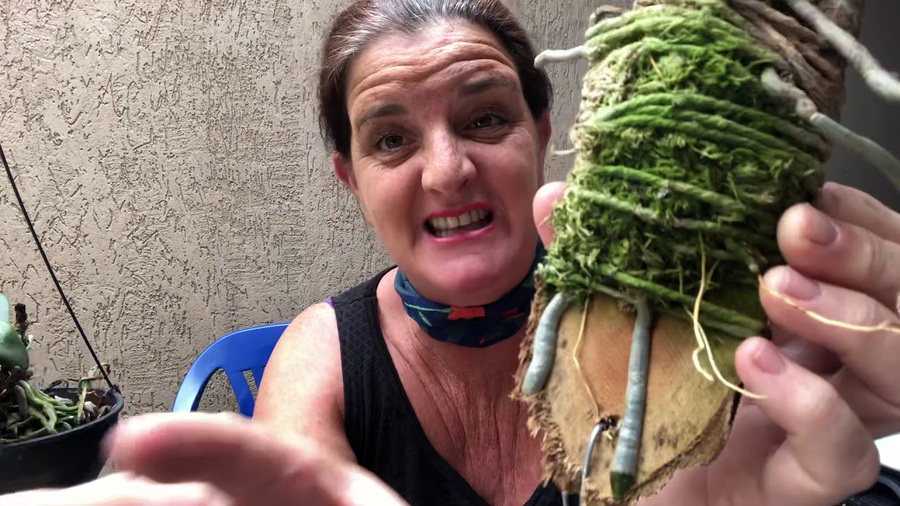 Orquídea Phalaenopsis e Dendrobium se planta assim Jou da Suíça