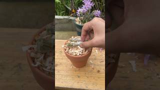 Best Videos Tutorial about propagation dendrobium plants🗻🌱🌵🌵🌳🌱🌱🌱🪵