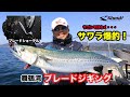 舞鶴湾【ブレードジギング】ブレードショーテルでサワラ爆釣！