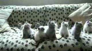 Head banging kitties