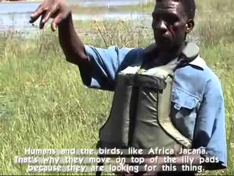 Video over canoeing met nijlpaarden in Kwazulu Natal, Zuid Afrika