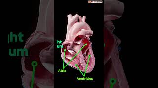 Auricle Atria Not The Same, Know The Game