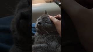 #casper #headmassage