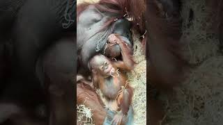 Dad time vs Mum time 🦧 #reels #fyp #animals #cute #orangutan # #nature #globalwildlife