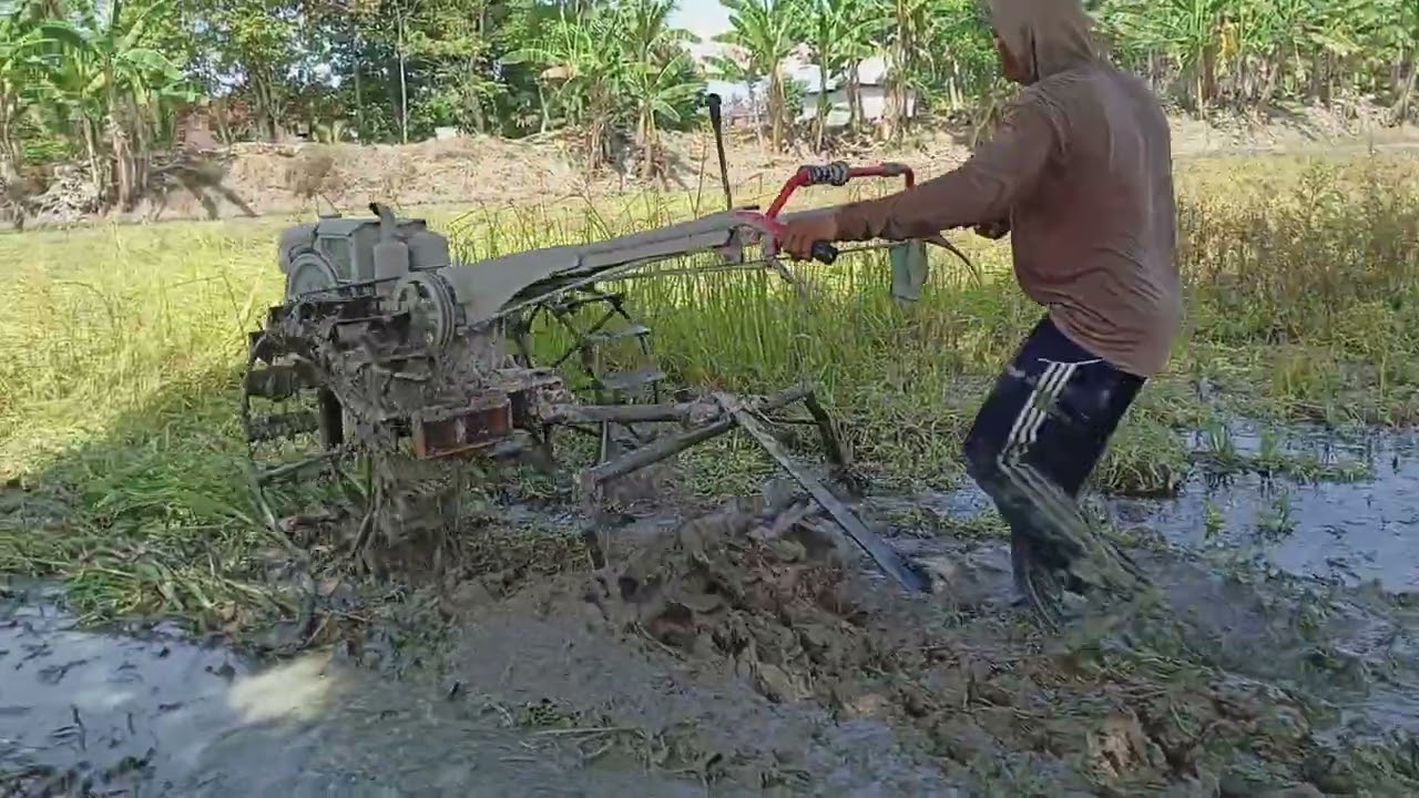 Traktor Sawah Libas Lahan Banyak Rumput Tebal Dan Panjang