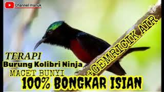 Terapi burung konin macet bunyi II 100% AMPUH