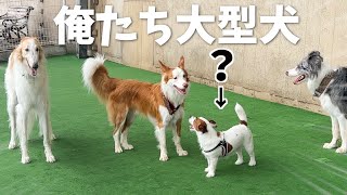 多分自分の事を大型犬だと勘違いしている可愛い小型犬/ジャックラッセルテリア/ボルゾイ