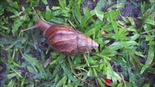 Caracol Meditation Upon A Slug
