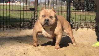 pmbullies paradise american bully