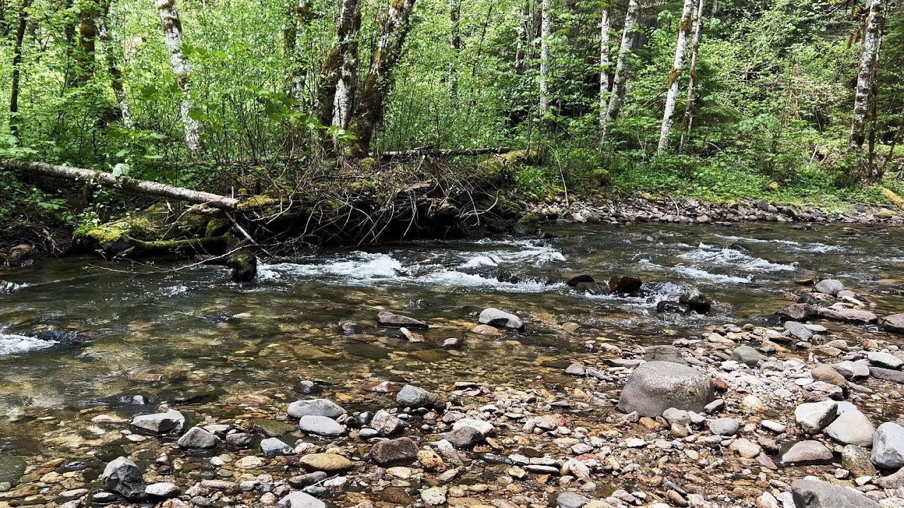 (4K UHD) TOP 4 BEST GROUP SIDE-BY-SIDE CAMPSITES @ Paradise Creek Campground! | Gifford Pinchot NF