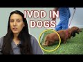 Intervertebral Disk Disease(IVDD) in Dogs  - Causes, Diagnosis and Treatment