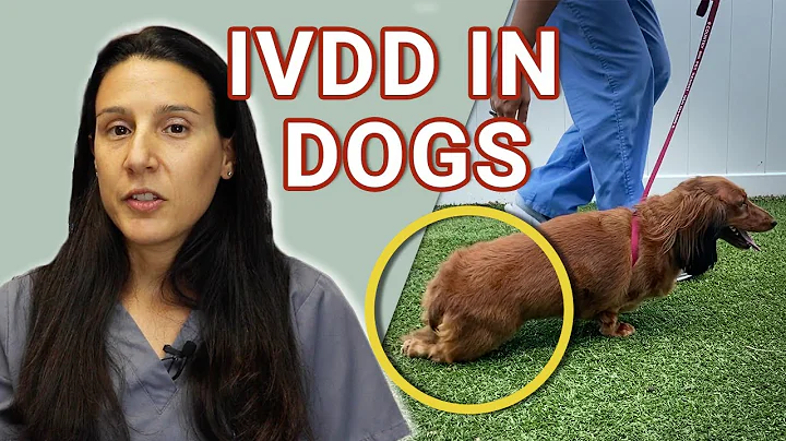 Intervertebral Disk Disease(IVDD) in Dogs  - Causes, Diagnosis and Treatment - DayDayNews