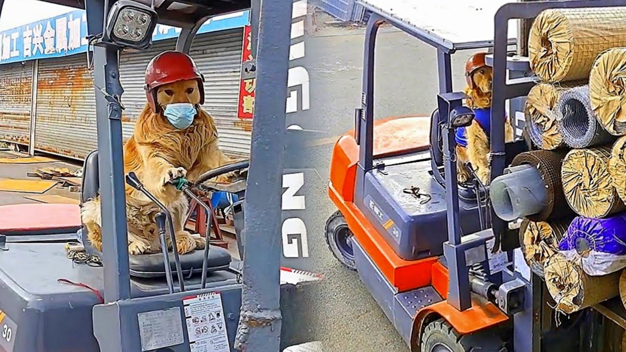 The Only Golden Retriever In The World That Can Drive A Forklift😎Highly Intelligent Dog🤗