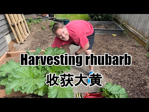 Harvesting Rhubarb (收获大黄)