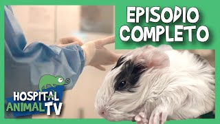 Dos crías de cobaya nacen por cesárea de urgencia | Hospital Animal TV (episodio completo)