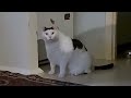 Huh Cat Orginal Video | White Fat cat saying huh Original video | Cat Huh Real Video