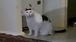 Huh Cat Orginal Video | White Fat cat saying huh Original video | Cat Huh Real Video