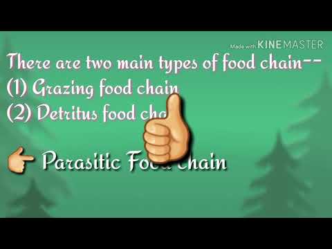 Food chain, Types of Food chain(Grazing food chain,Detritus food chain) in Hindi & English in detail