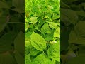 अपने गांव के हरे भरे पेड़ की हरियाली 😍🤩☺️#viral#shortfeed#viral
