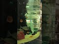 Big Fish aquarium in mall#viralvideo#enjoying #fish#shortvideo
