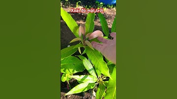 Cây Xoài đỏ mặt trời rất ngọt | 0386569374 - Ngọc Ngân Bến Tre | Chuyên cây độc lạ