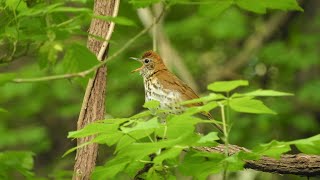 New England Woods' Greatest Vocalist: The Wood Thrush