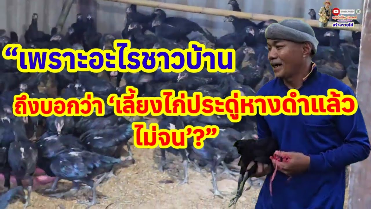 เทคนิคการเลี้ยงไก่ประดู่หางดำง่าย​โตไวรายได้ดีตลาดต้องการสูงเล่าสู่กันฟัง​