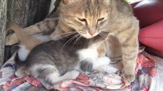 Как мурлыкает кошка с котятами Как мурлыкает кошка с котятами