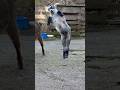 激カワ 飛び跳ねまくる子ヤギ　#goat