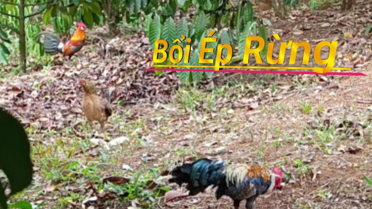 Bẫy Gà Rừng - Tập Mồi Đụng Bổi Fr Và Điều Không Mong Muốn Cứ Xẩy Ra #mạnhgàtv