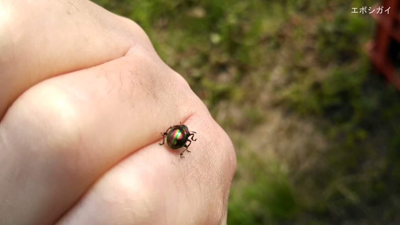 エボシガイ Youtube網紅頻道詳情與完整數據分析報告 Noxinfluencer提供支持 エボシガイ Youtube網紅頻道詳情與完整數據分析報告 Noxinfluencer提供支持